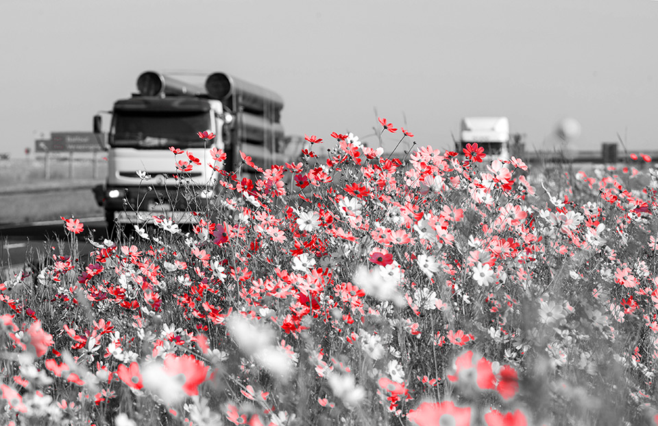 Blumen mit einem Truck